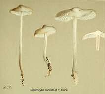 Image of Tephrocybe rancida (Fr.) Donk 1962