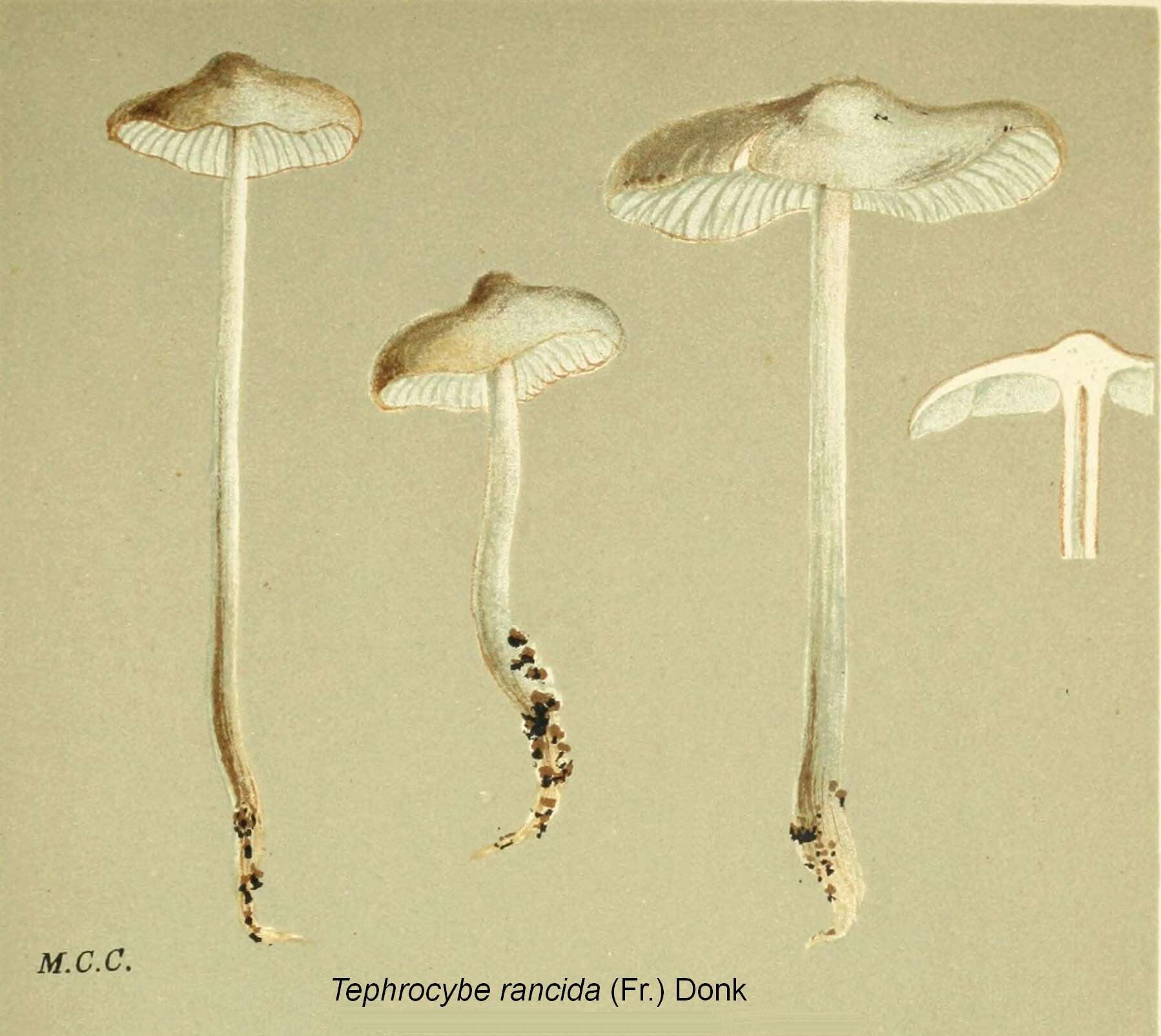 Image of Tephrocybe rancida (Fr.) Donk 1962