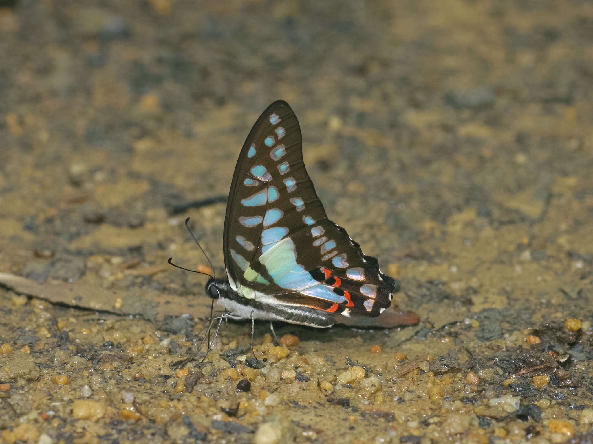 Graphium evemon (Boisduval 1836) resmi