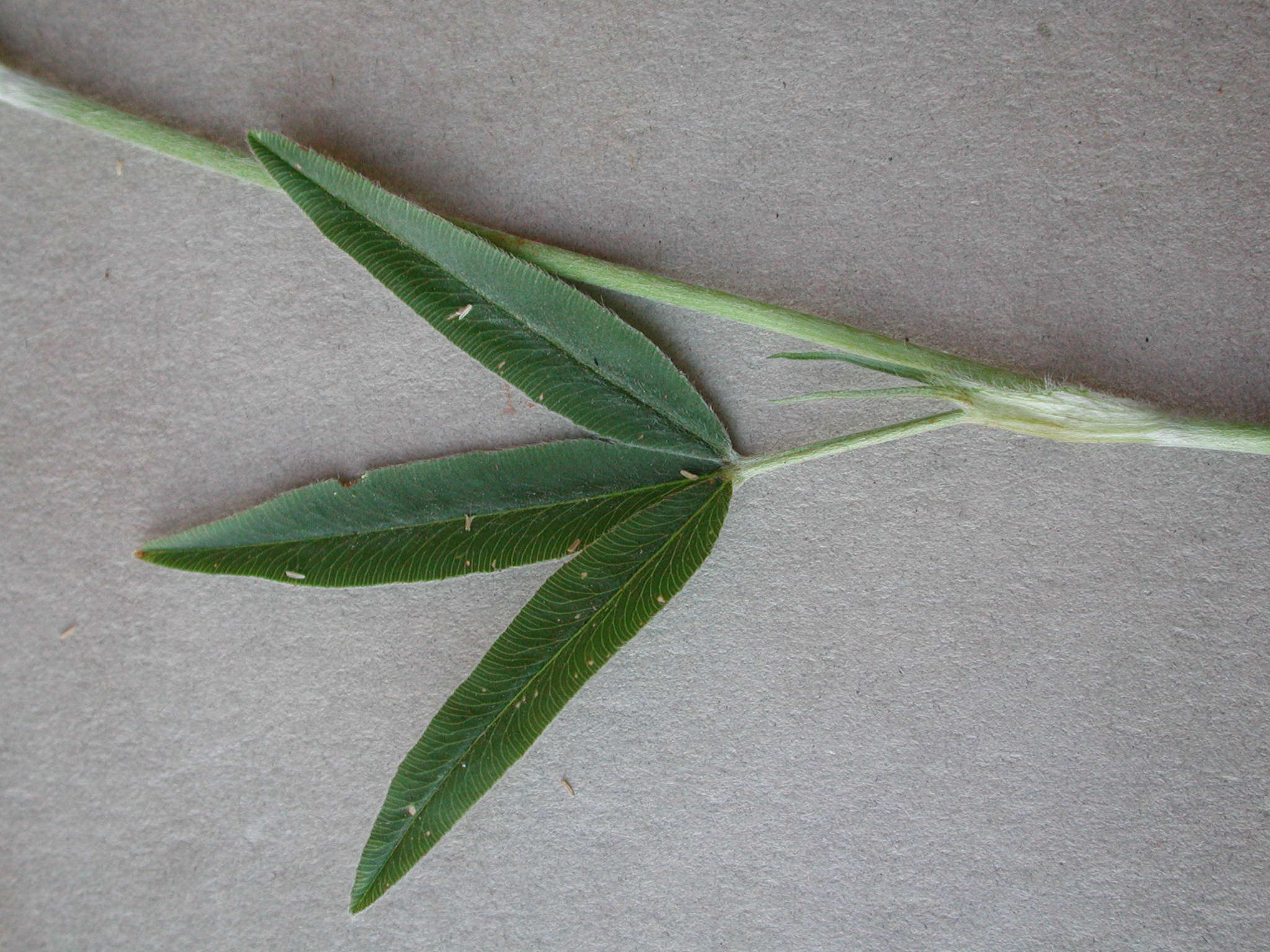 Imagem de Trifolium alpestre L.