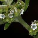 Image of Cynoglossum lanceolatum Forskál