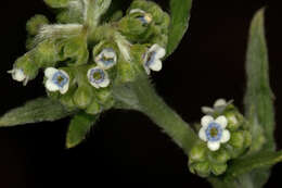 Image of Cynoglossum lanceolatum Forskál