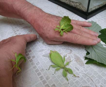 Image of Leaf insects