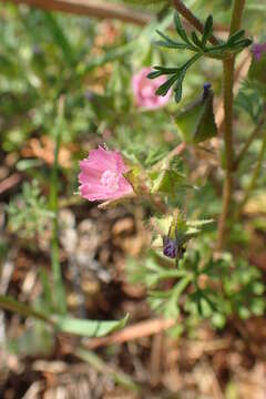 Sivun Malva aegyptia L. kuva