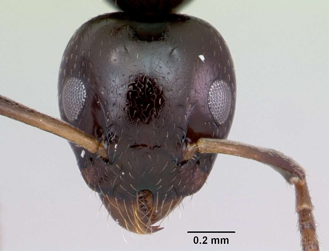 Image of Axinidris gabonica