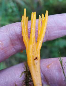 Image of Calocera viscosa (Pers.) Fr. 1821