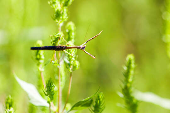 Image of Carolina Mantis