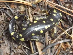 Plancia ëd Ambystoma rosaceum Taylor 1941