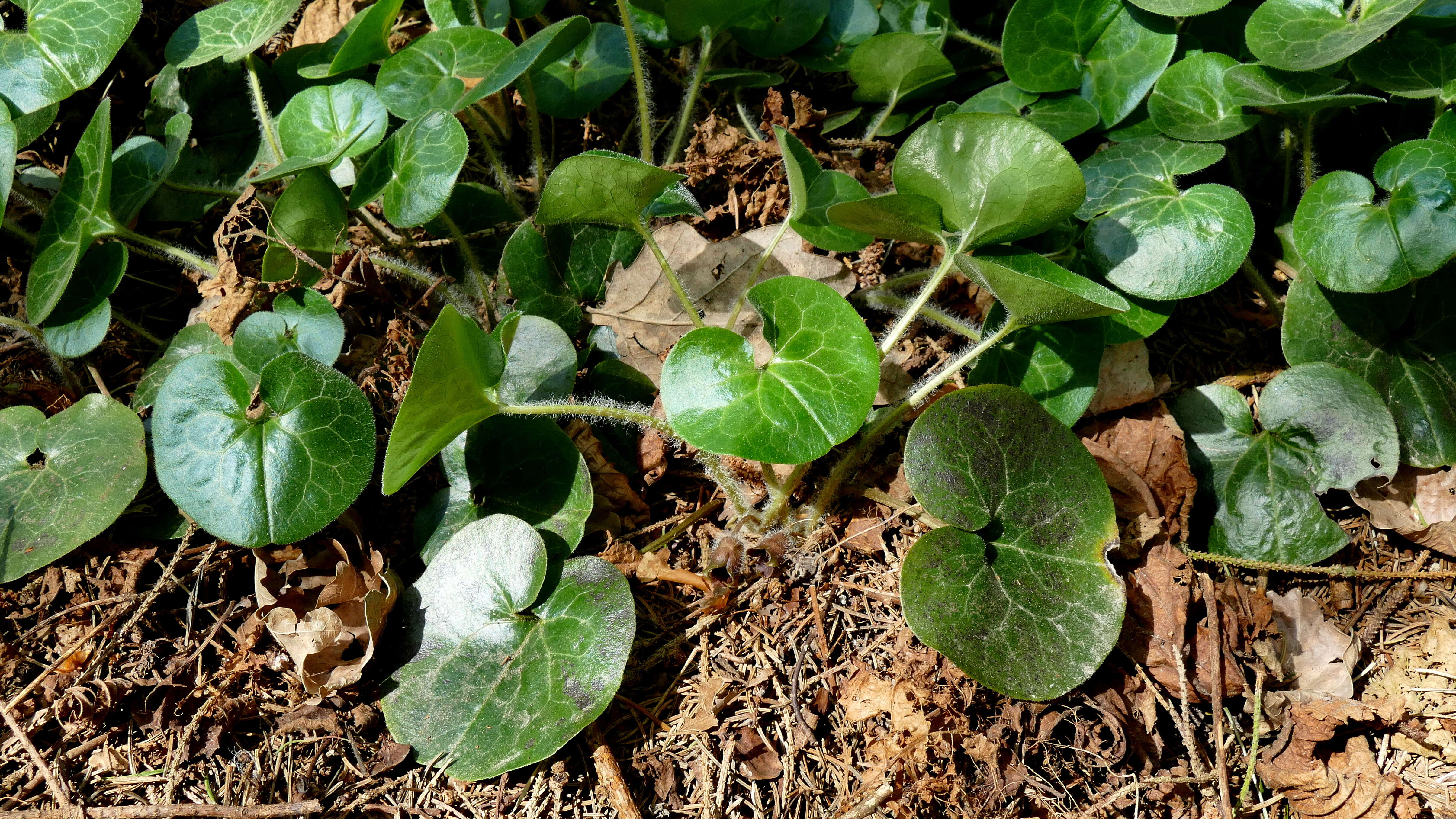 Image of European wild ginger