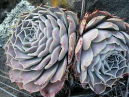 Image of hens and chicks