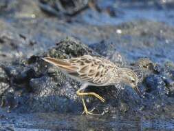 Image of Long-toed Stint