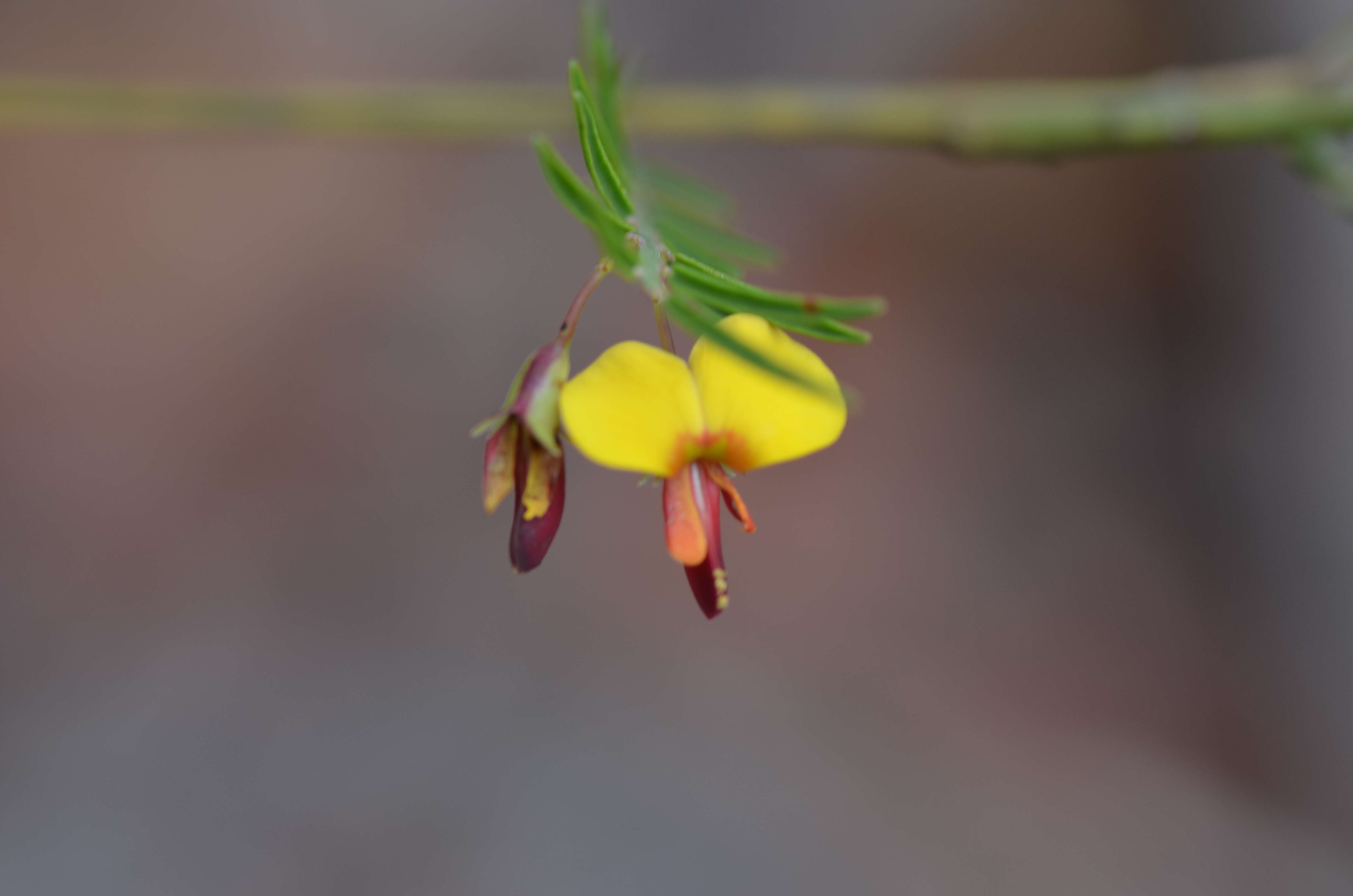 Sivun Bossiaea heterophylla Vent. kuva