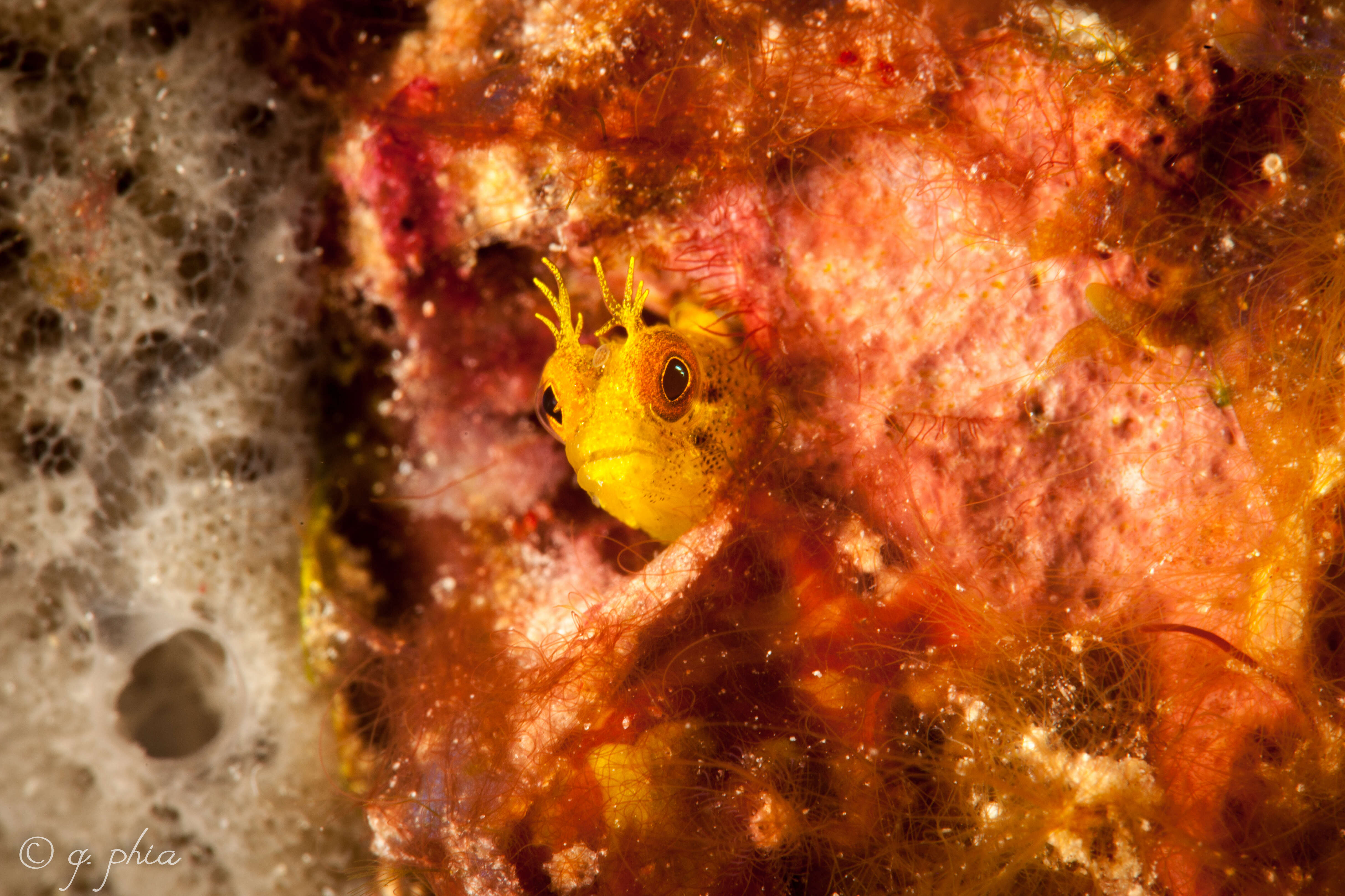 Image of Roughhead Blenny