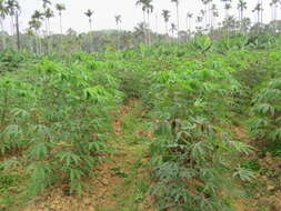 Image of cassava