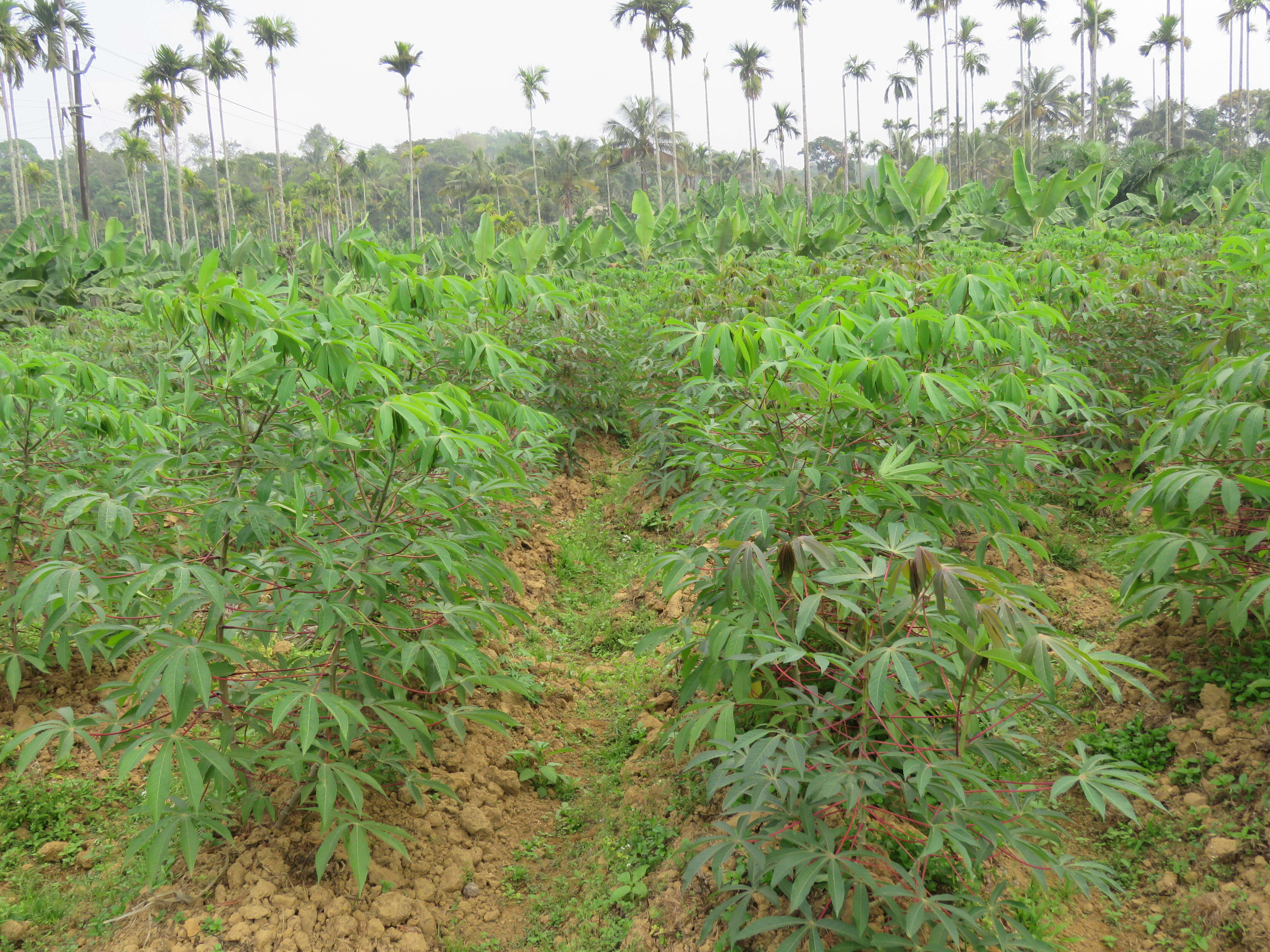 Image of cassava