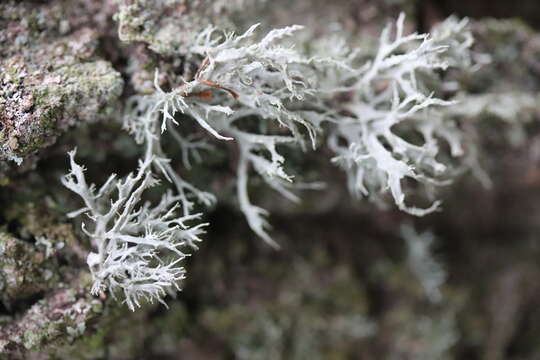 Image of farinose cartilage lichen