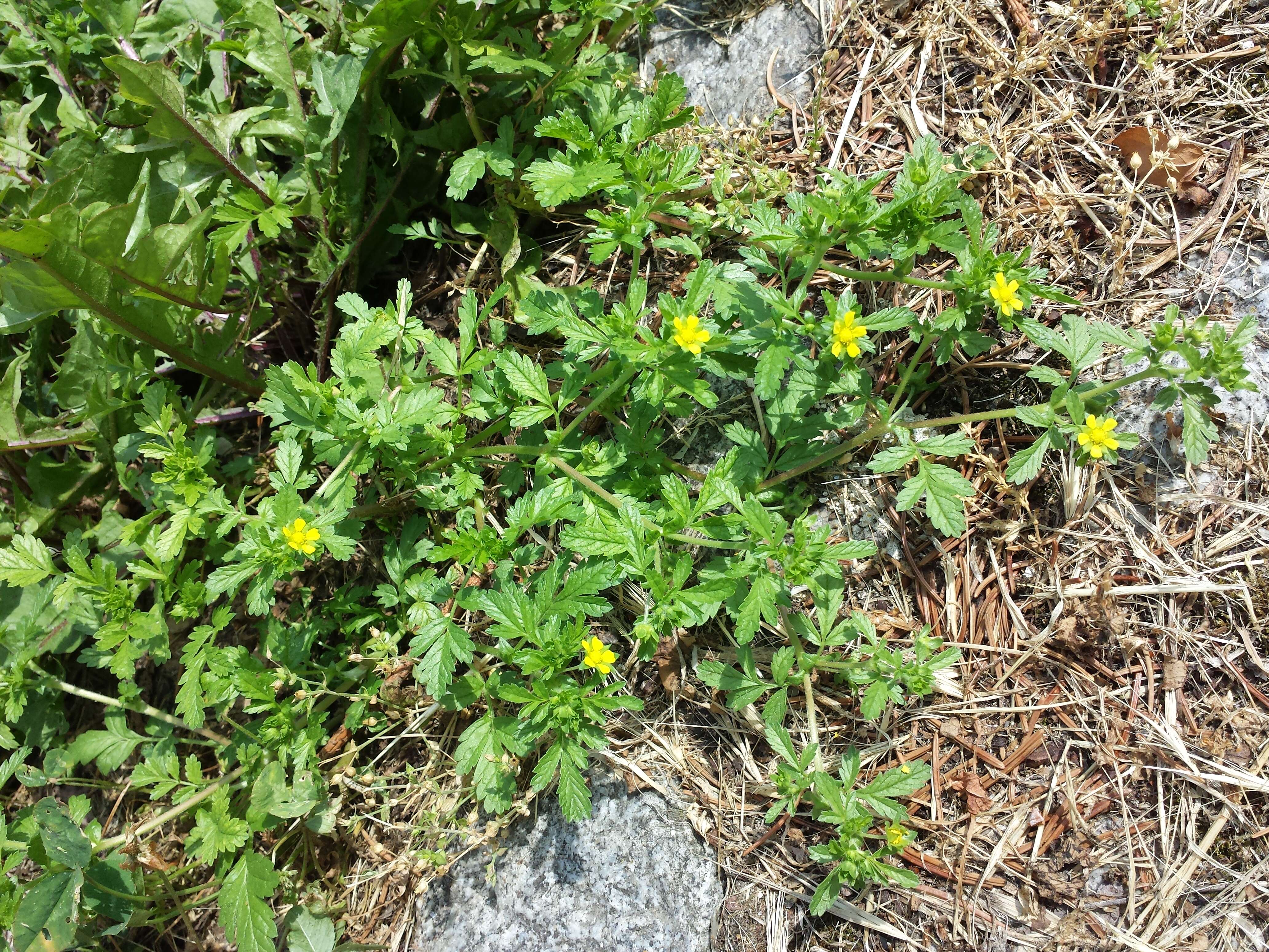 Image of Bushy Cinquefoil