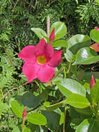 Image of Mandevilla laxa (Ruiz & Pav.) R. E. Woodson