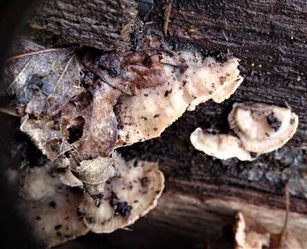 Image of Phlebia tremellosa (Schrad.) Nakasone & Burds. 1984