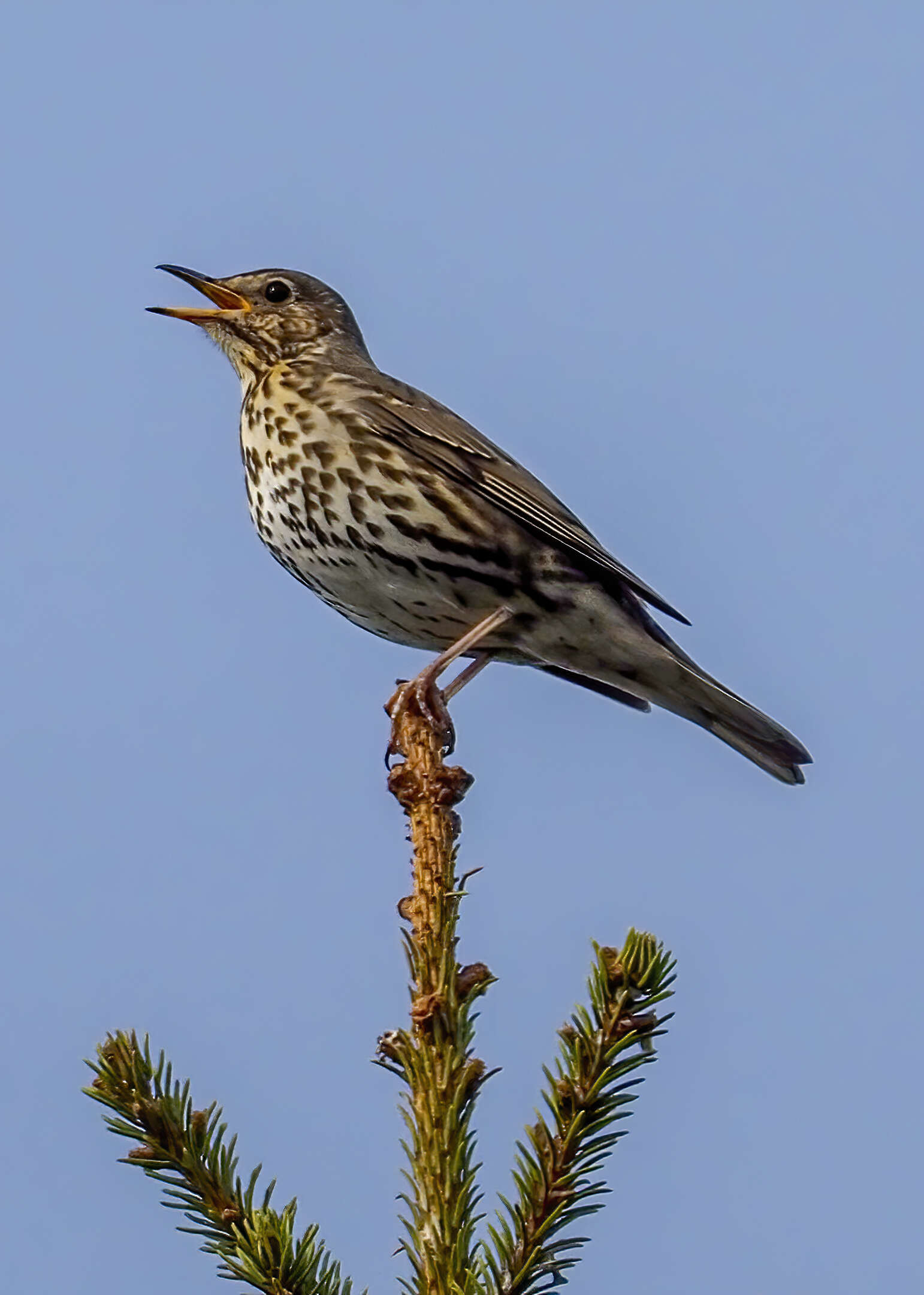 Image of Song Thrush