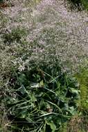 Image of Mediterranean sea lavender