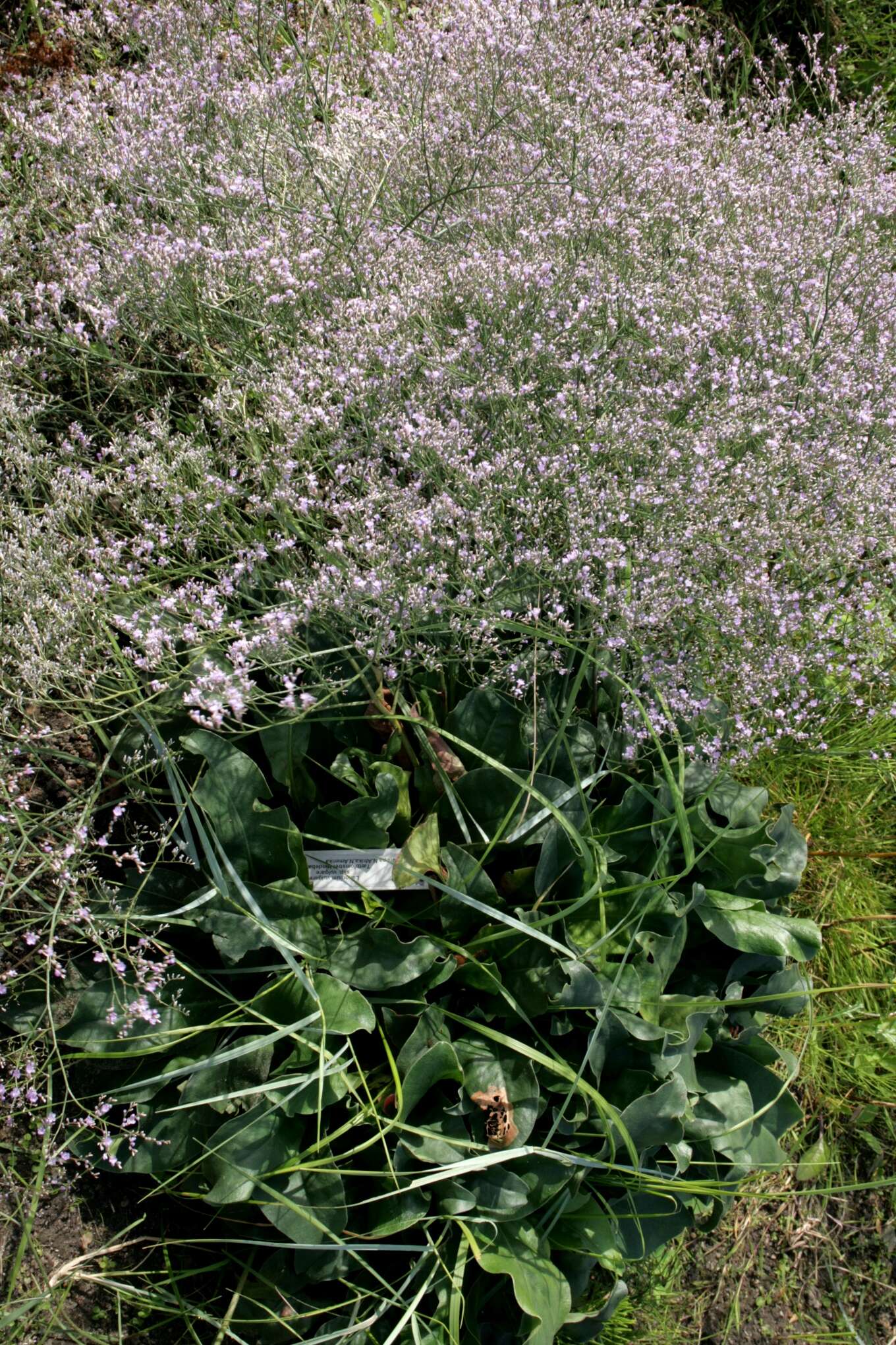 Image of Mediterranean sea lavender