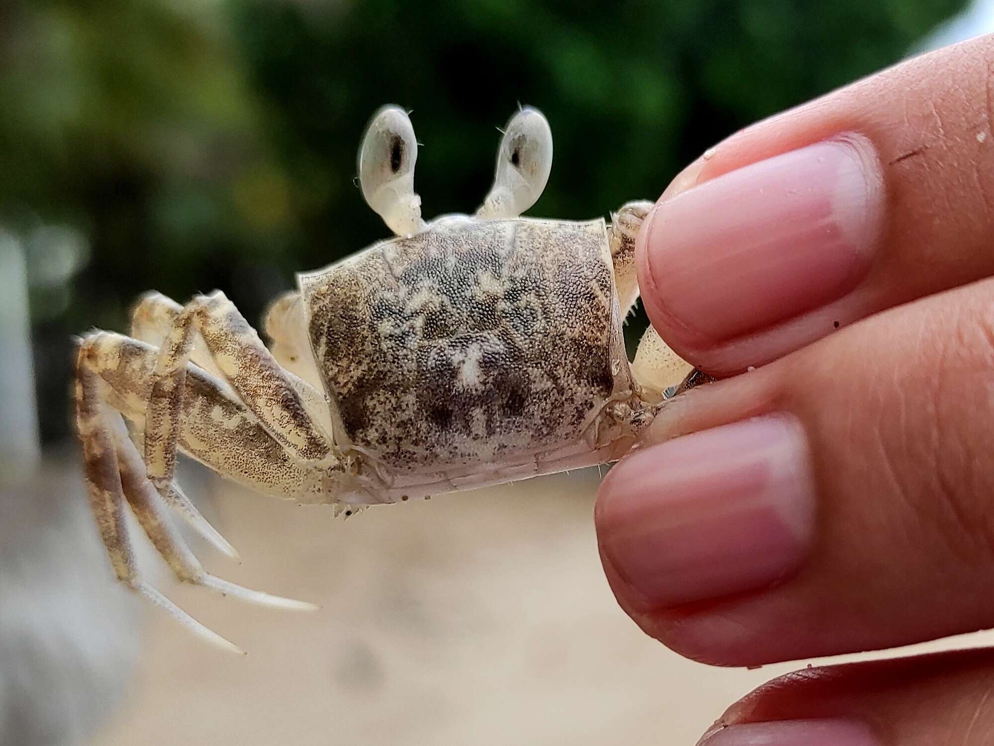 Image of Horned Ghost Crab