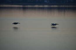 Image of Dalmatian Pelican