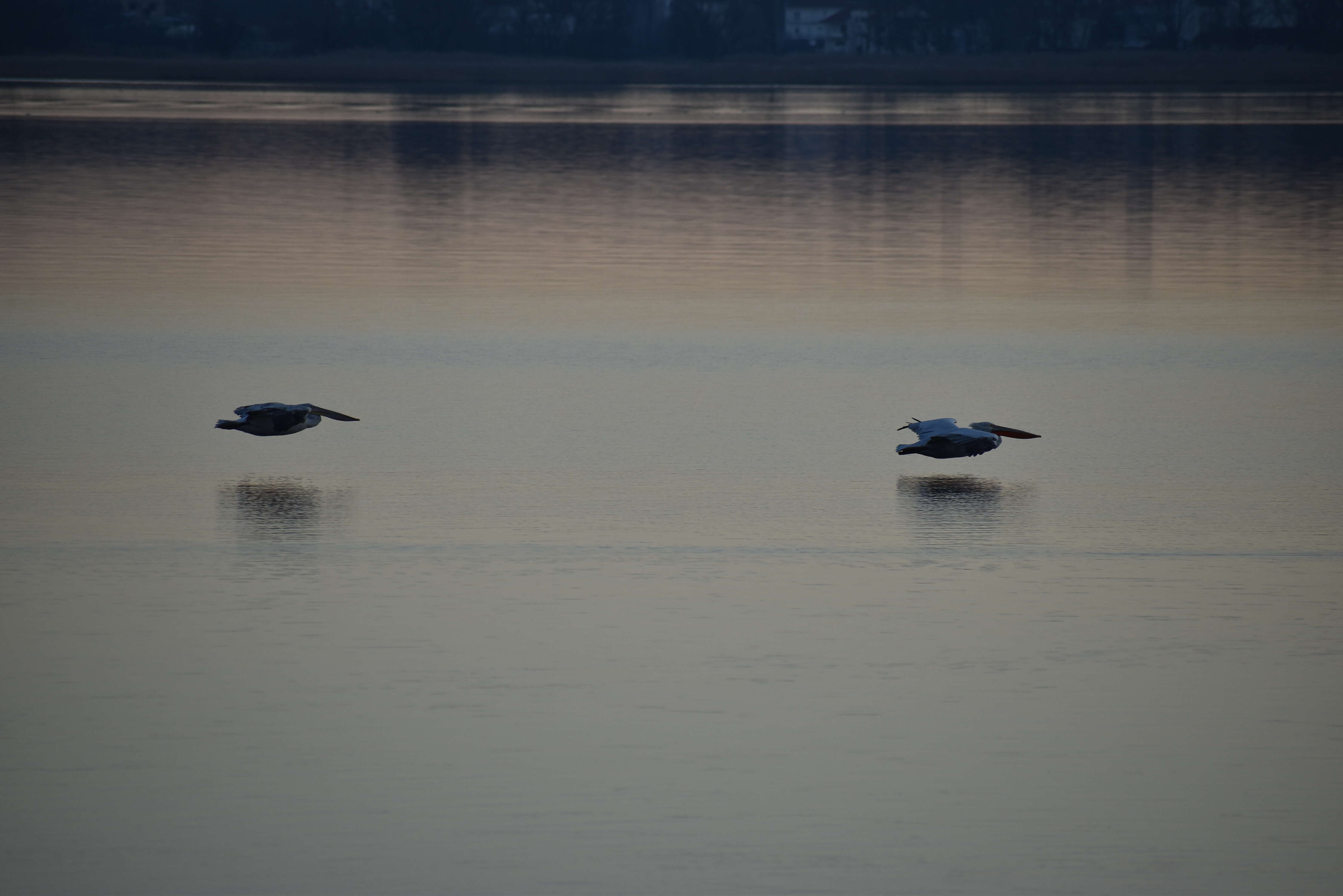 Image of Dalmatian Pelican