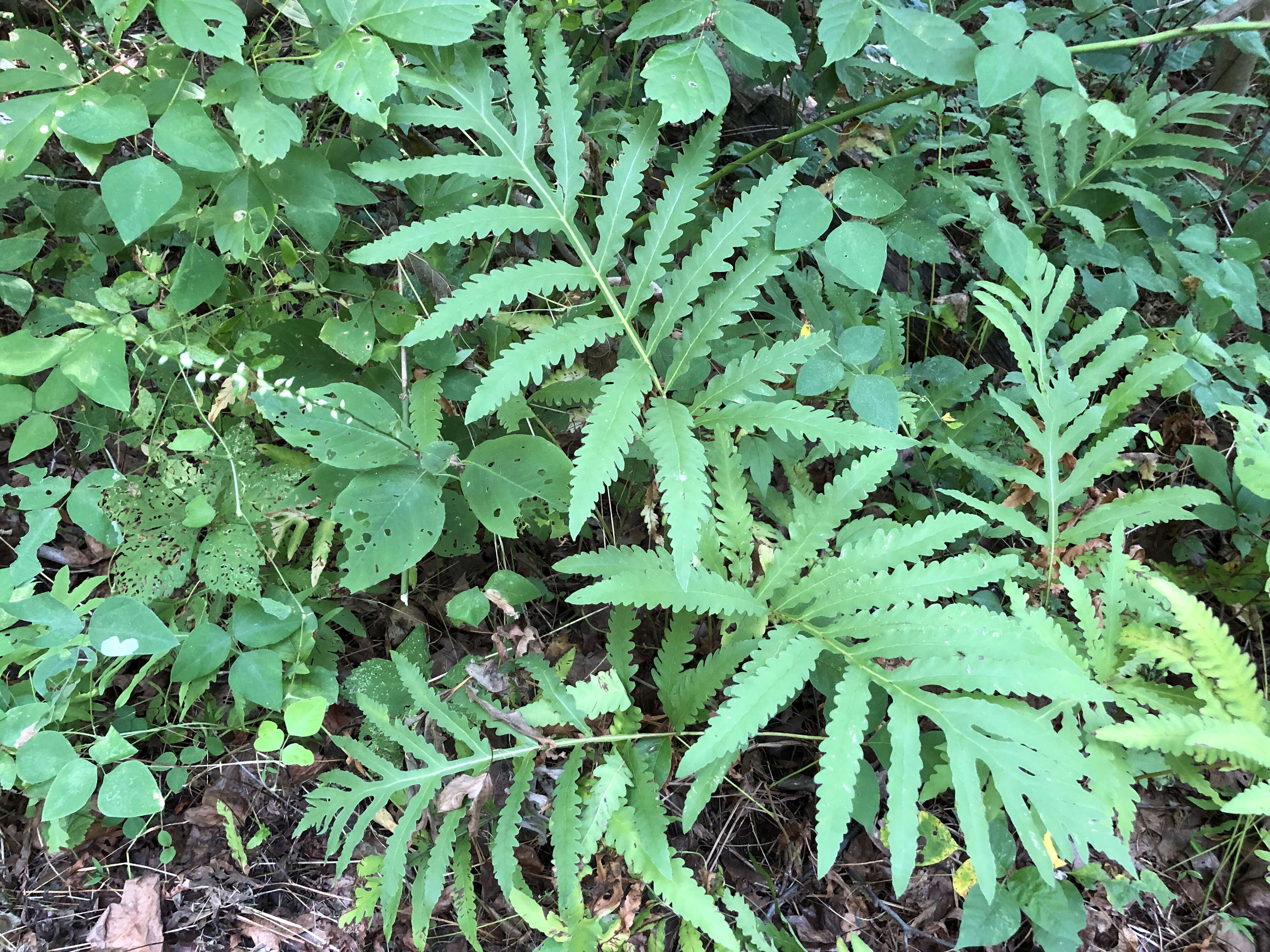 Image of sensitive fern