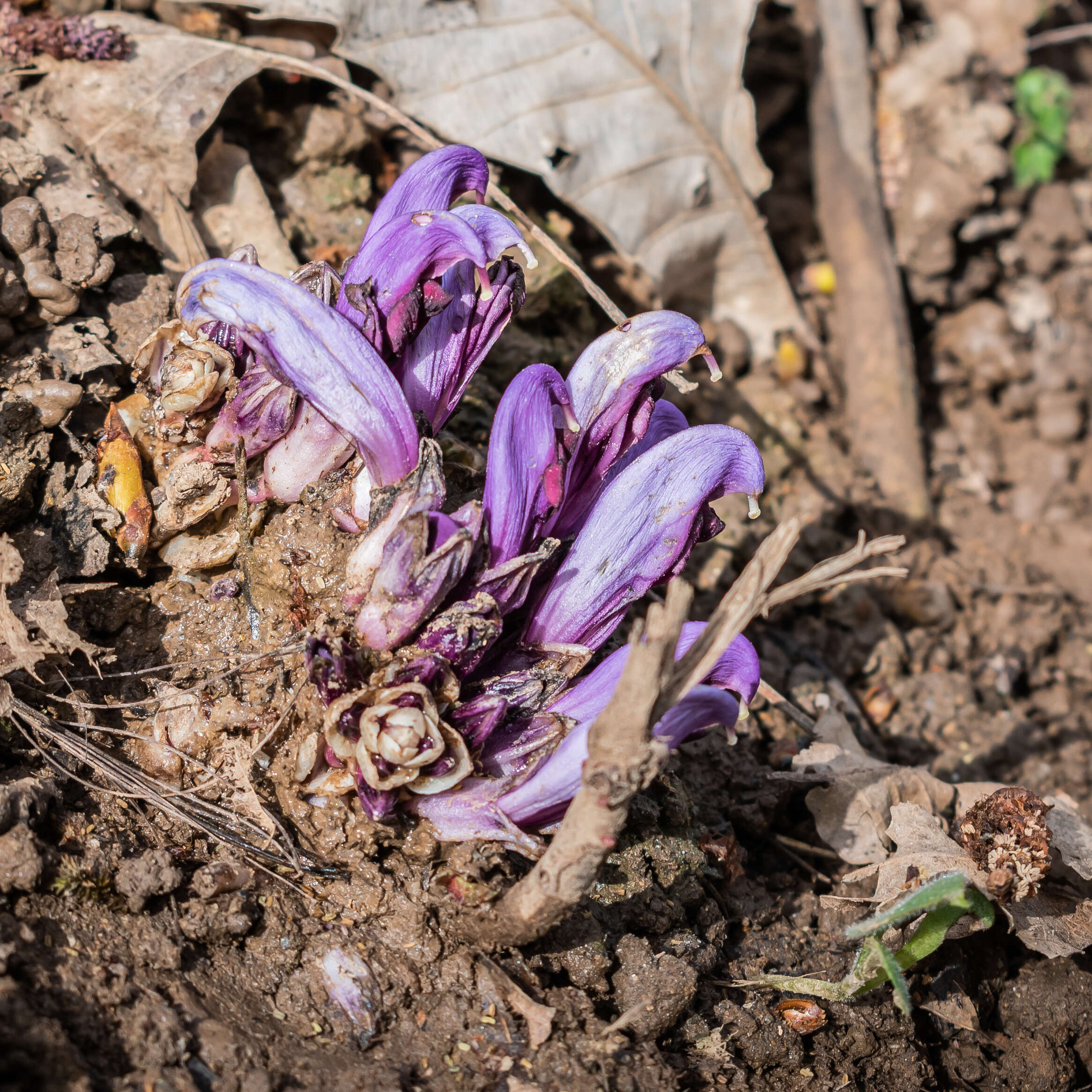 Image of Lathraea clandestina L.