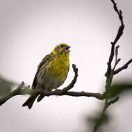 Image of serin, european serin