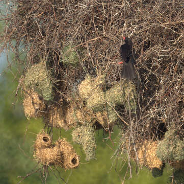 Image of Bubalornis Smith & A 1836