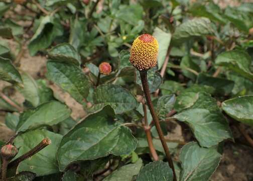 Слика од Acmella oleracea (L.) R. K. Jansen