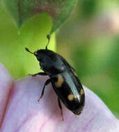 Image of Four-spotted Sap Beetle