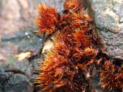 Coprinellus domesticus (Bolton) Vilgalys, Hopple & Jacq. Johnson 2001的圖片