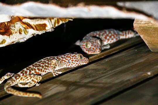 Image of Tokay Gecko