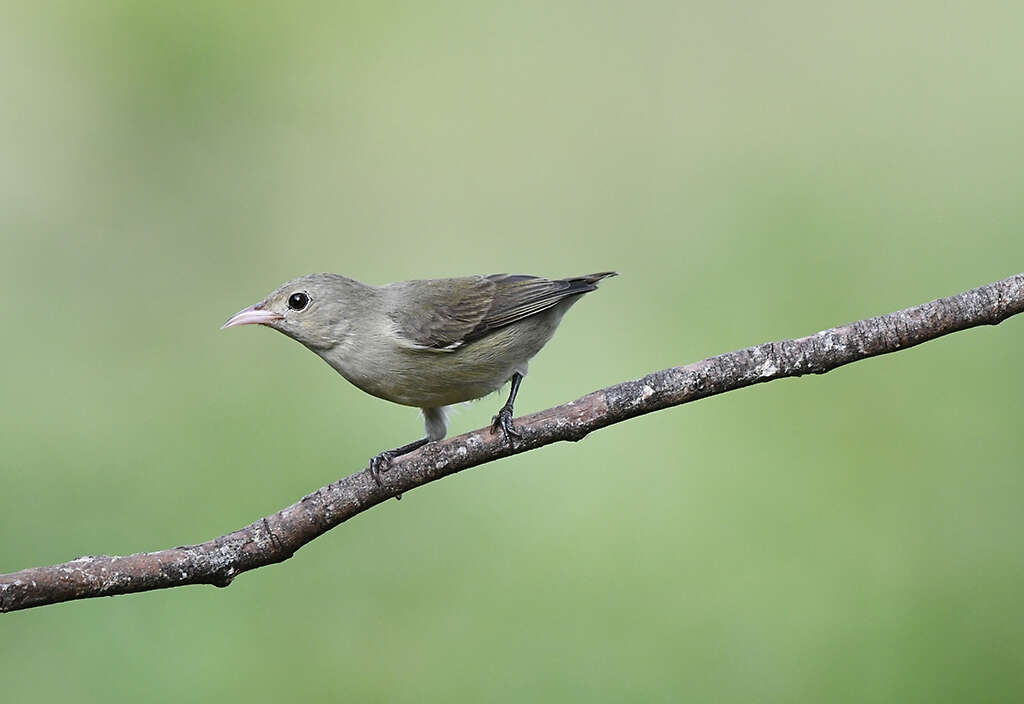 Image of Pale-billed Flowerpecker