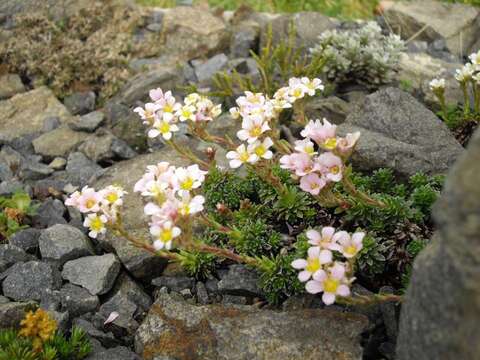 Sivun Saxifraga marginata Sternb. kuva