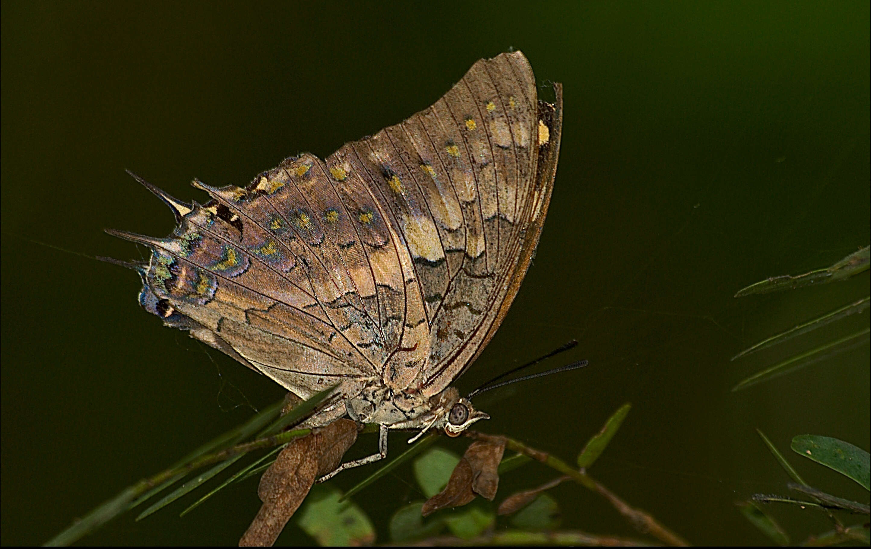 Imagem de Charaxes solon Fabricius 1793