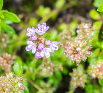 Слика од Thymus serpyllum L.