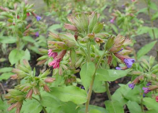 Image of Pulmonaria mollis Hornem.