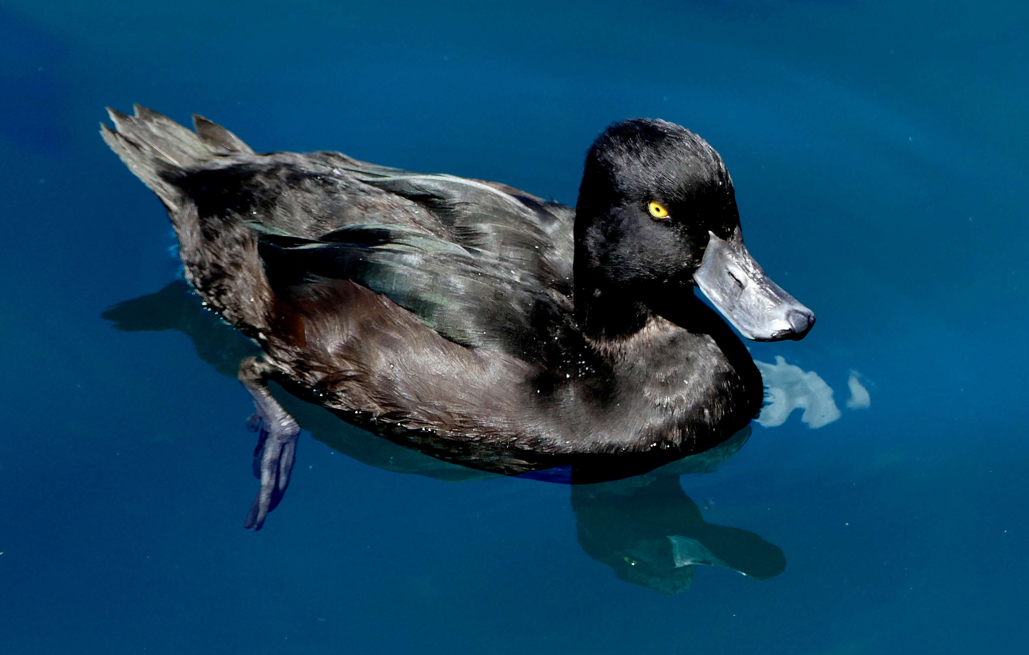 Image of New Zealand Scaup