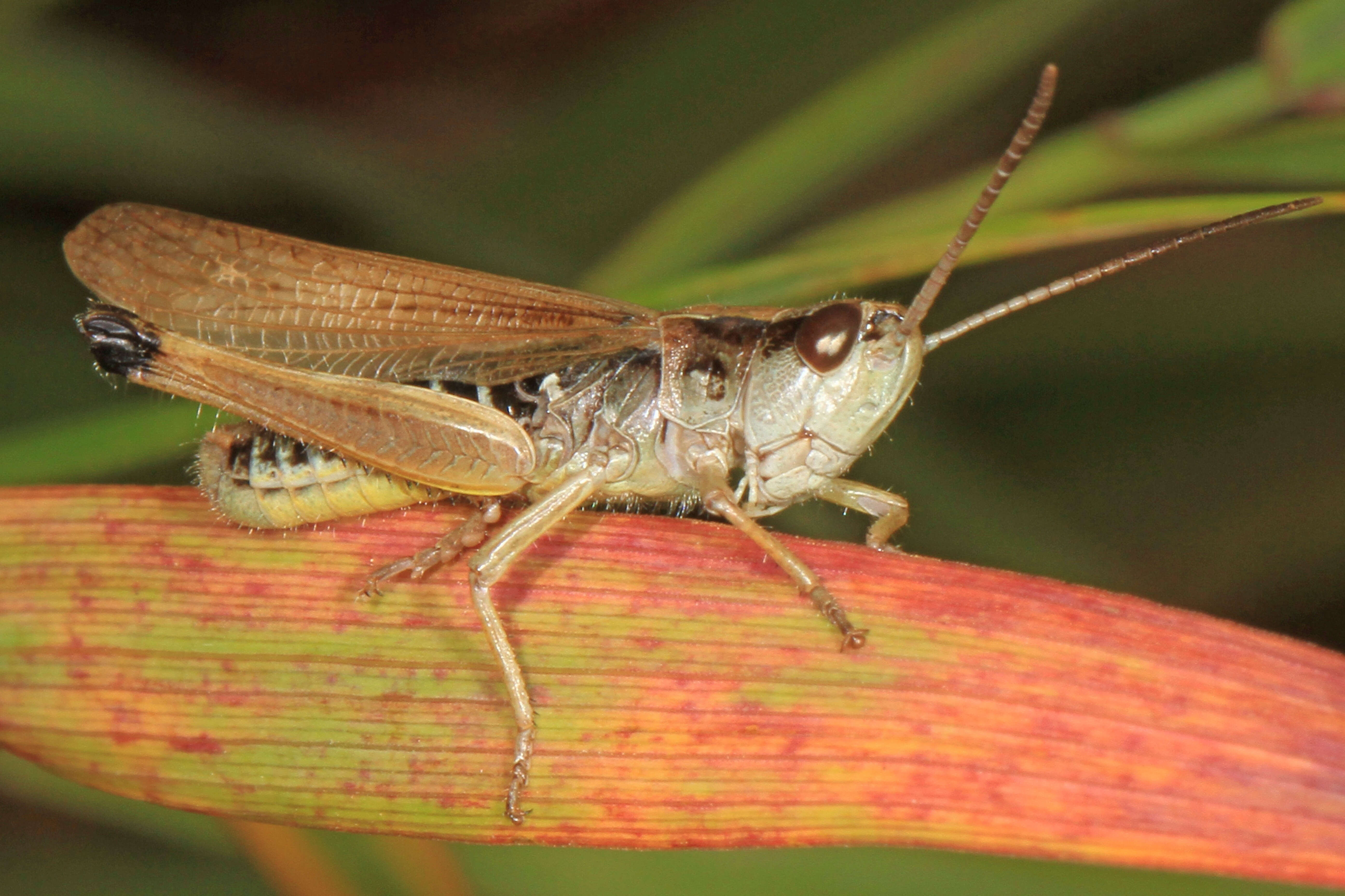 Image of Pseudochorthippus curtipennis (Harris & T. W. 1835)