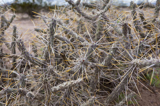 Image de Cylindropuntia ramosissima (Engelm.) F. M. Knuth