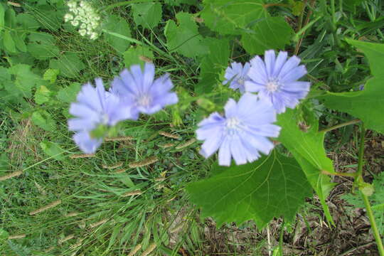 Image of Blue flax