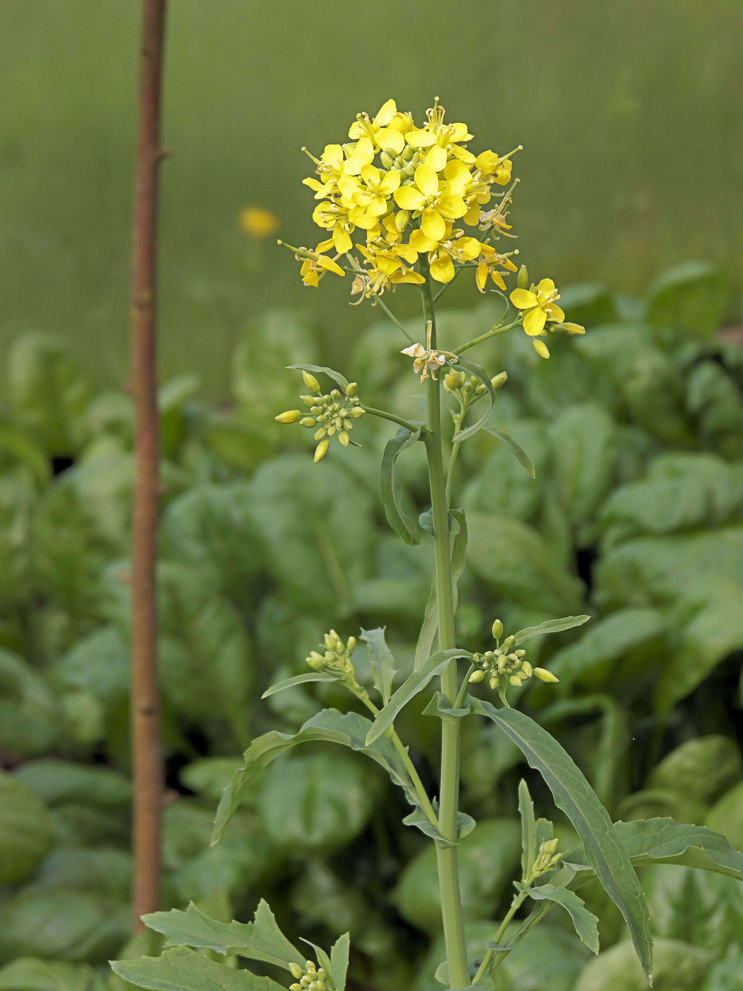 Image of Brassica rapa subsp. oleifera