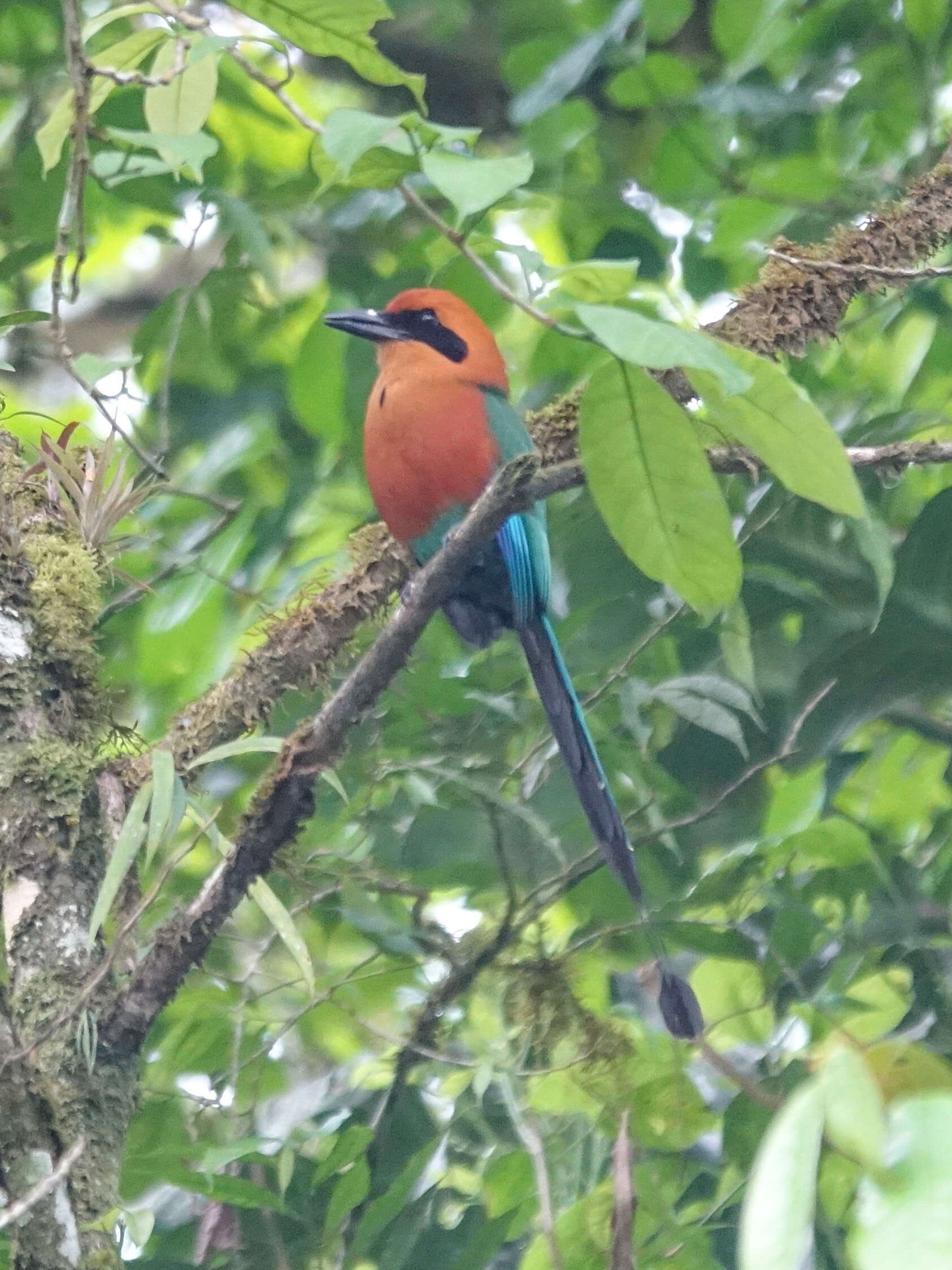 Image of Rufous Motmot