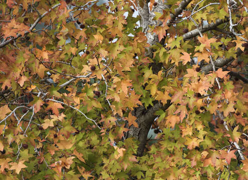 Image of Oriental Sweetgum