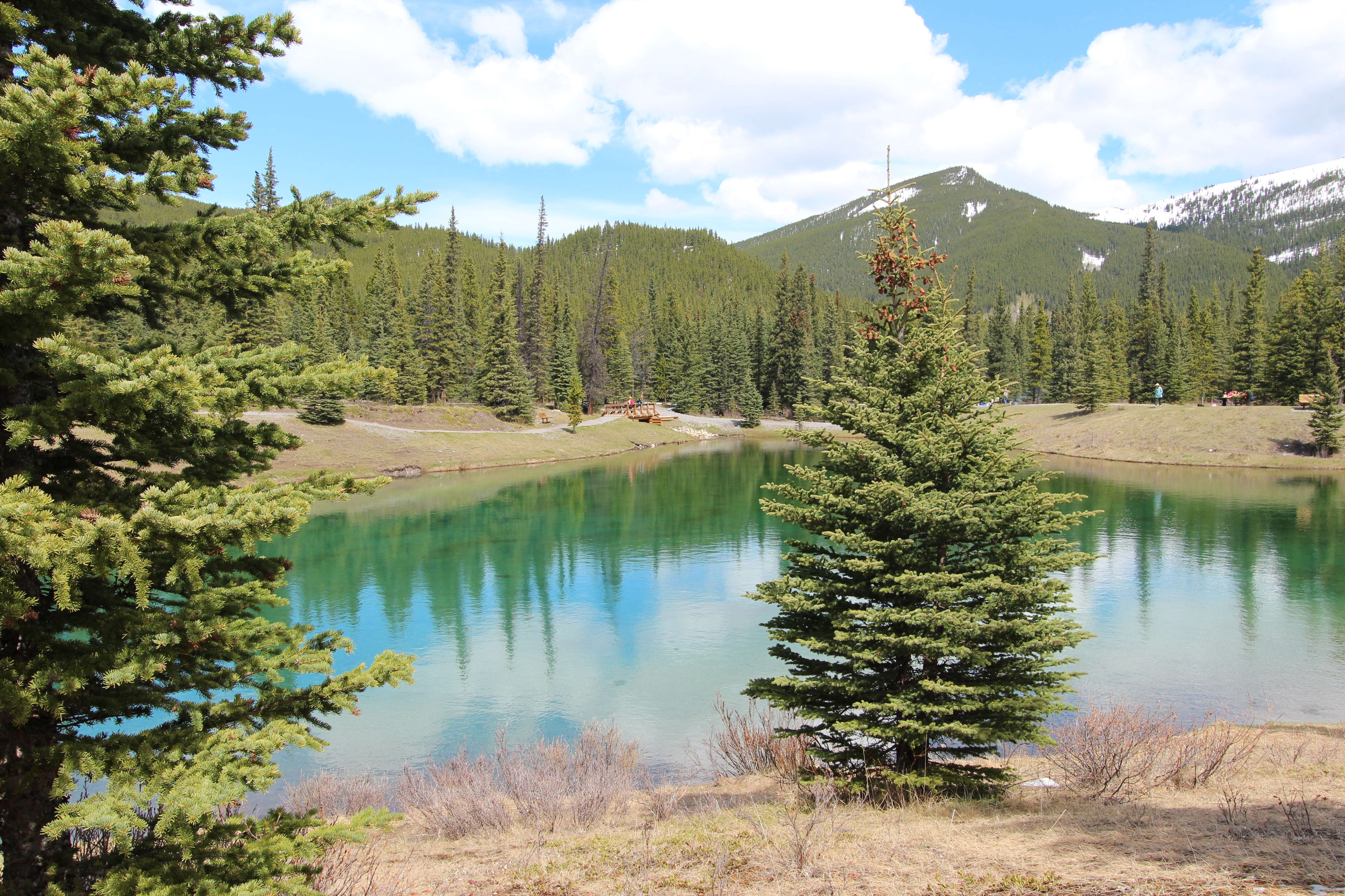 Image of Canadian Spruce